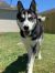 . Balto .