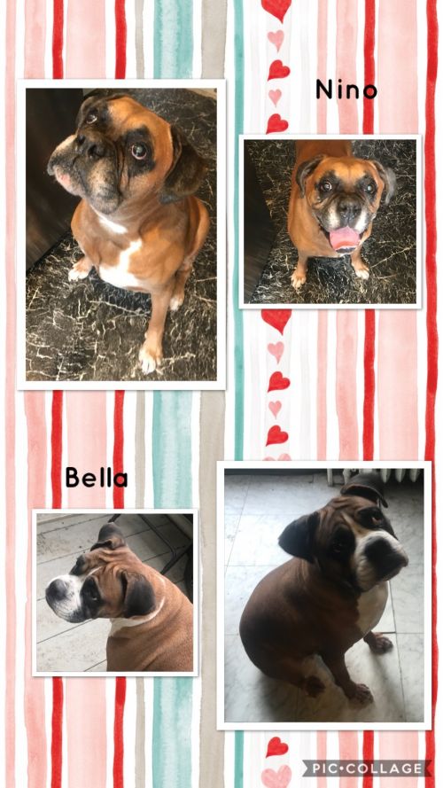 . Nino and Bella .