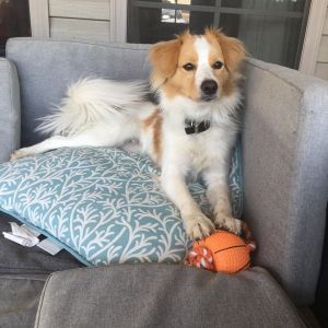 . Archie .