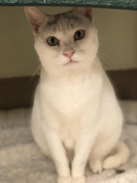 . Boo - front declaw .