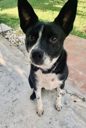 . Boomer/Rascal .