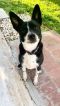 . Boomer/Rascal .