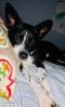 . Boomer/Rascal .