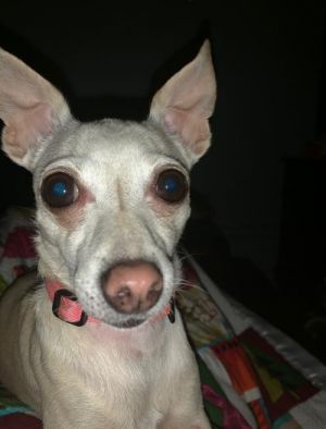 . Gracie .