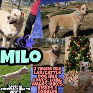 . Milo .