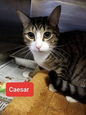 . Caesar .