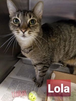 . Lola - Senior .
