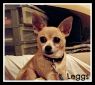 . Leggs .