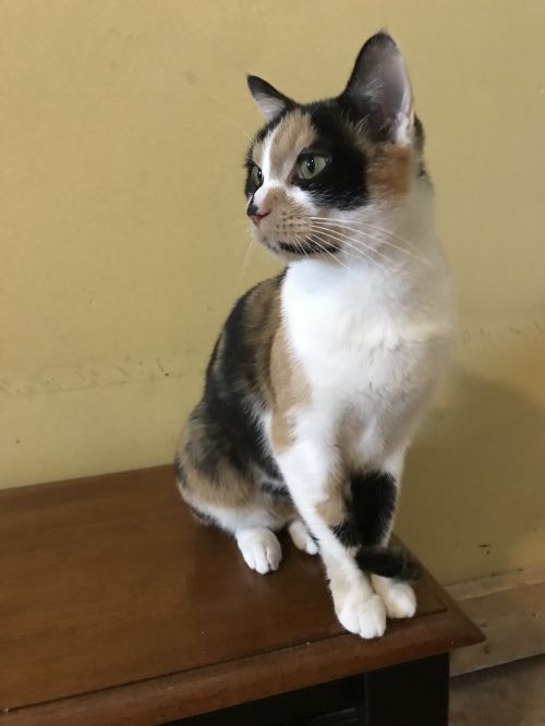 . Rosie .