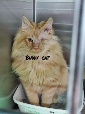 . Buddy Cat .