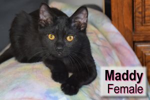 . Maddy .