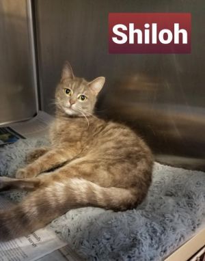 . Shiloh .
