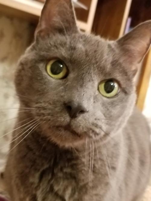 Help Put a roof over Trenton Cats Rescue Created byTrenton Cats