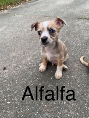 . Alfalfa .
