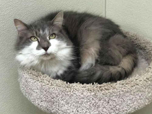 . Senior Peanut - bonded with Hobbes .