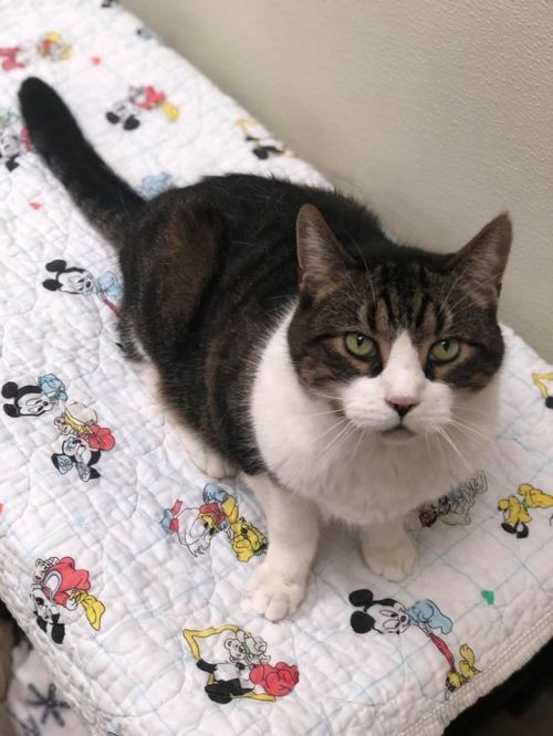. Senior Hobbes - bonded with Peanut .