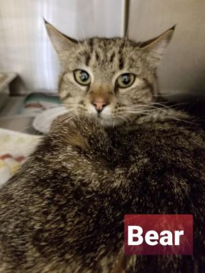 . Bear .