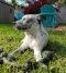 . Bryce (tt litter) .