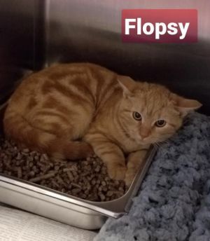 . Flopsy -barn cat .