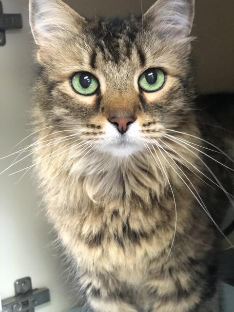 . Fluffy - front declaw! .