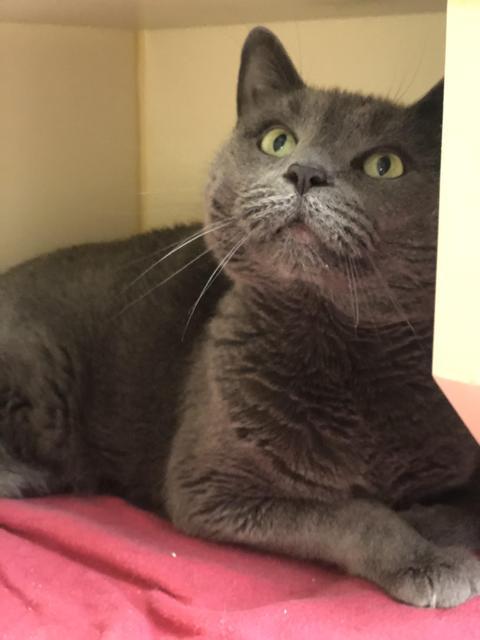 . Smokey - front declaw .