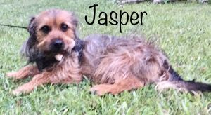 . Jasper .