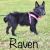 . Raven .
