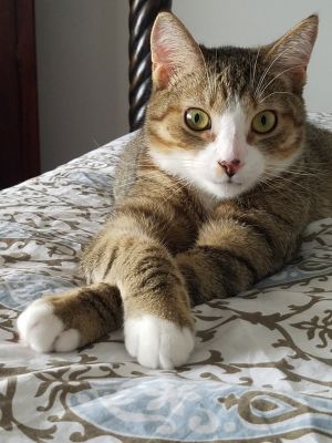 . Archie .