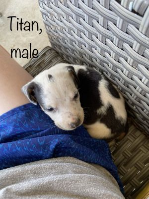 . Titan .