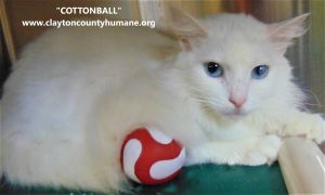 . Cottonball .