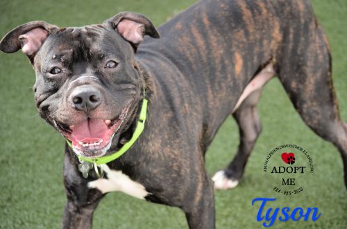 . Tyson .