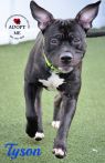 . Tyson .