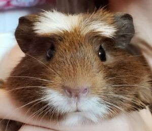 . Guinea Pigs!!! .