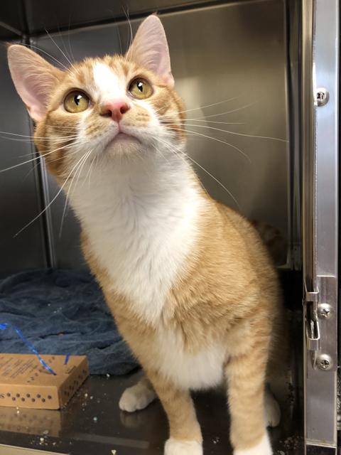 . Chubbs - available to foster! .