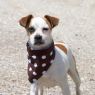 . Rico-Adoption Pending .