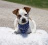 . Rico-Adoption Pending .