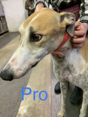 . Pro! .