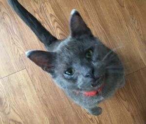 . Pyewacket .