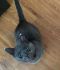 . Pyewacket .