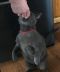 . Pyewacket .