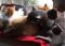 . Pyewacket .
