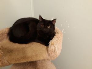 . Onyx .