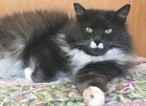 . Mustachio .