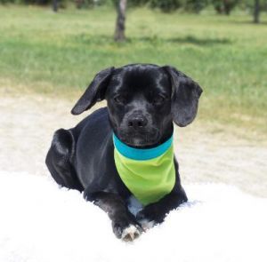 . Chopstick-Adoption Pending .