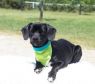 . Chopstick-Adoption Pending .