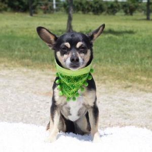 . Iggy-Adoption Pending .