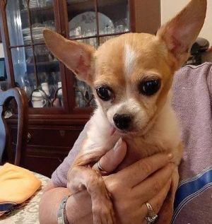 . Tessa-Adoption Pending .