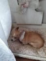 . Tessa-Adoption Pending .