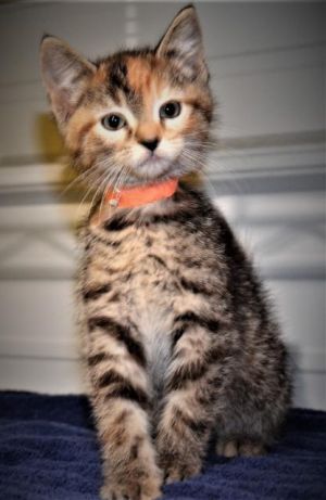 . Sweet Pea .