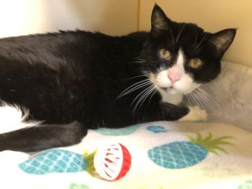 . Holly - senior front declaw .